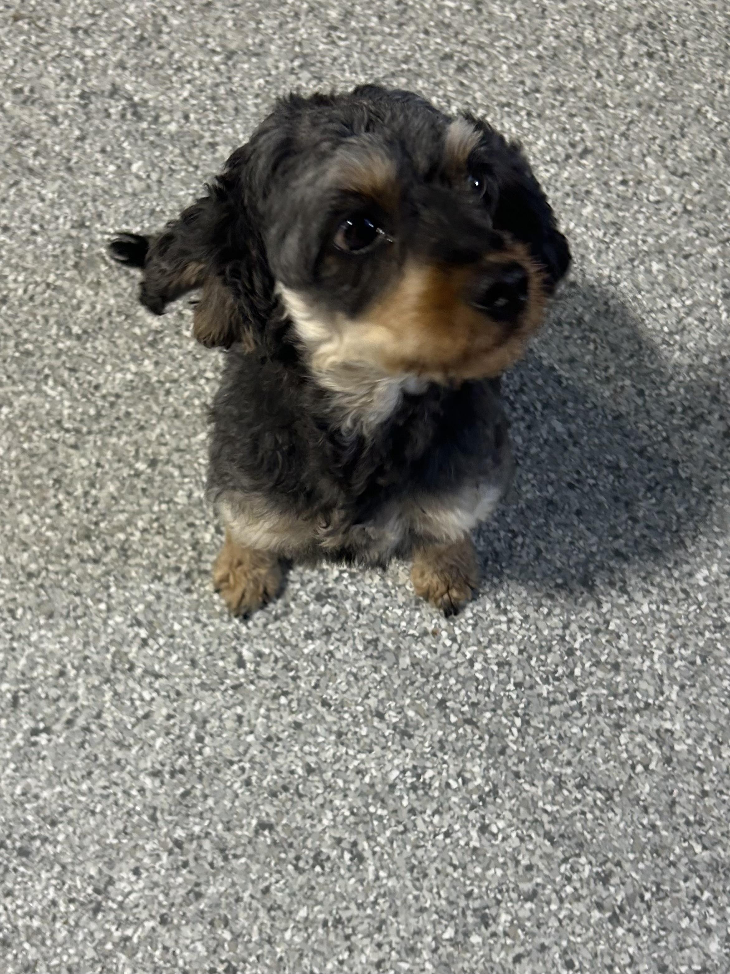 Enlarge Lora. Couch kid. , a Adoptable Cavapoo in Antwerp, OH image 2/3