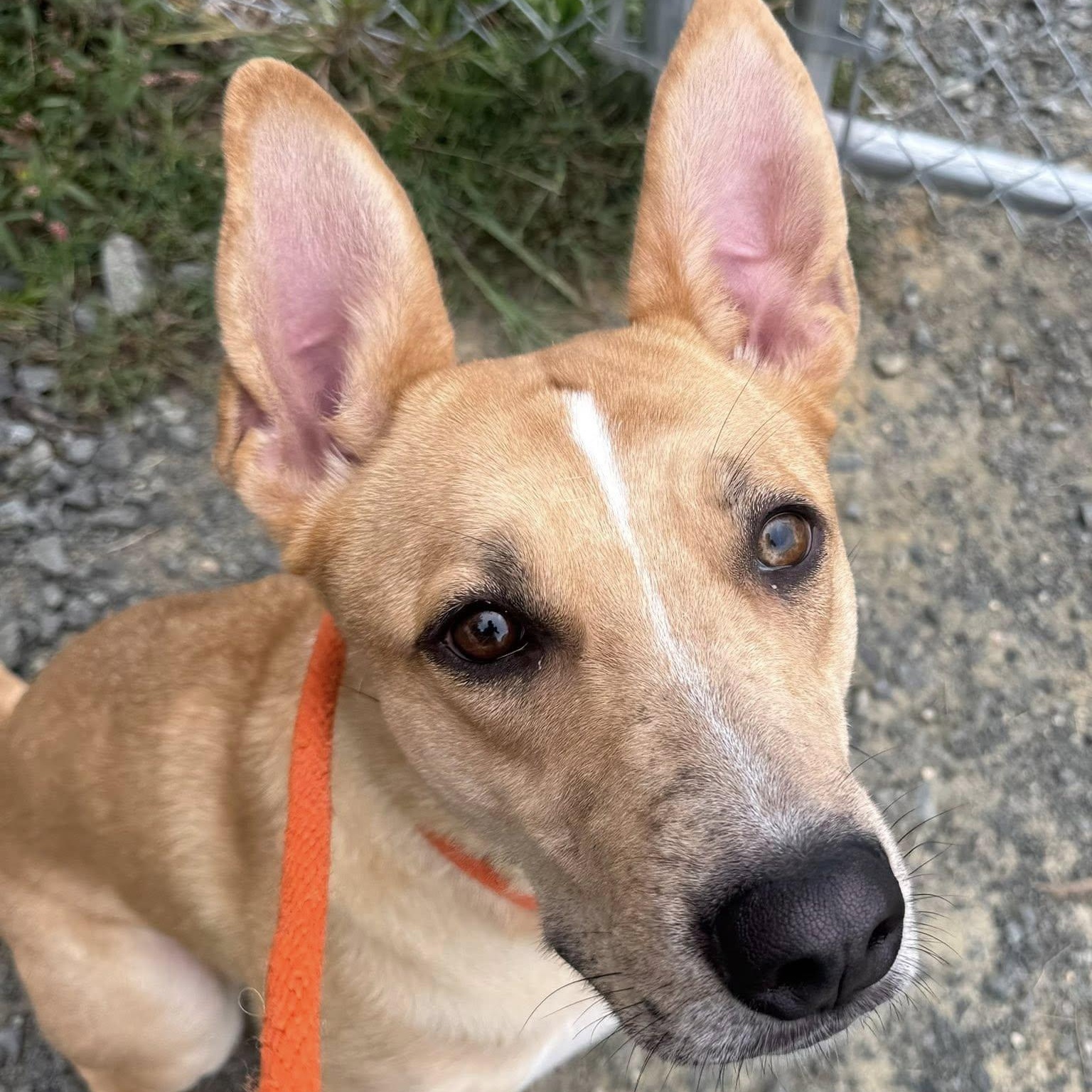 Willow (ID 48455/3163), Adoptable, Adult Female German Shepherd Dog & Mixed Breed.