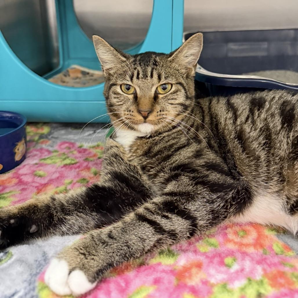 Enlarge Donnie, a Adoptable Domestic Short Hair in Williston, FL image 1/3