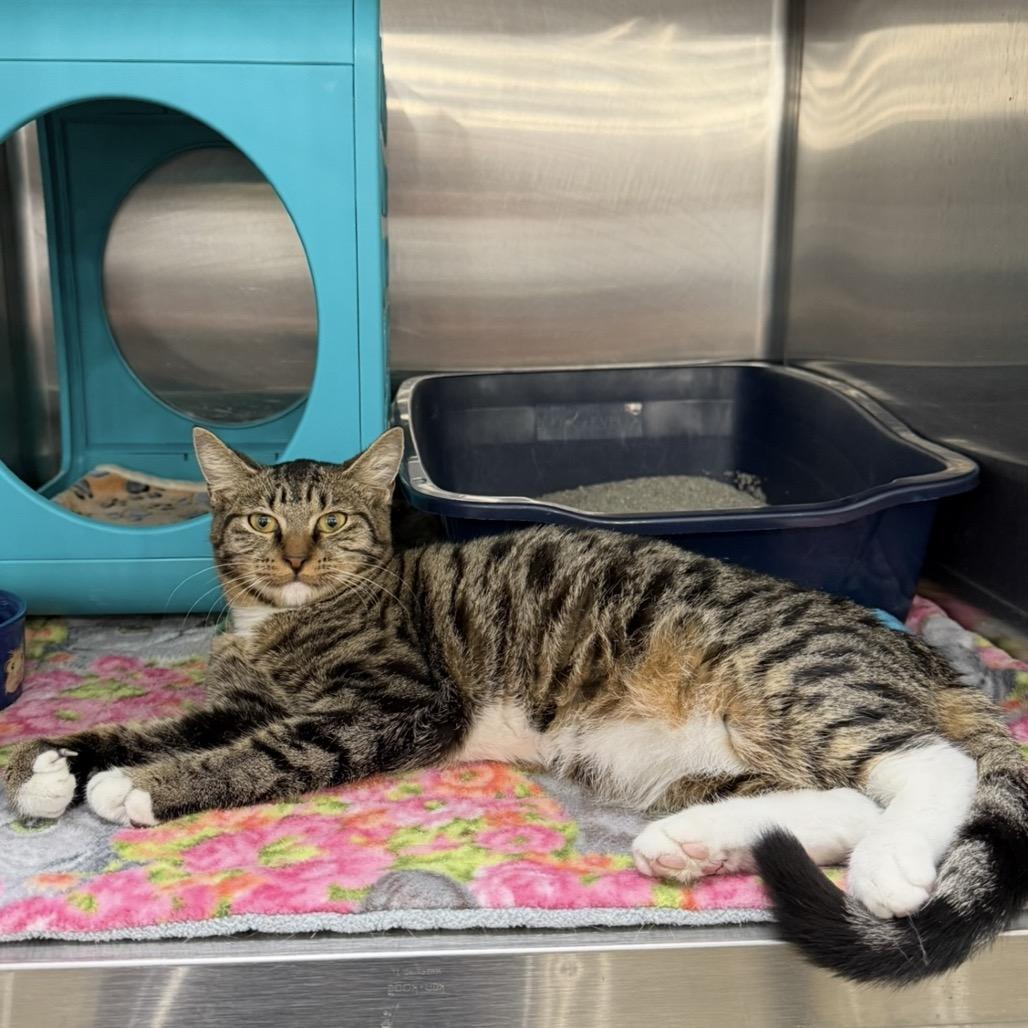 Enlarge Donnie, a Adoptable Domestic Short Hair in Williston, FL image 2/3