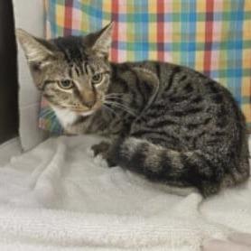 Enlarge Donnie, a Adoptable Domestic Short Hair in Williston, FL image 3/3