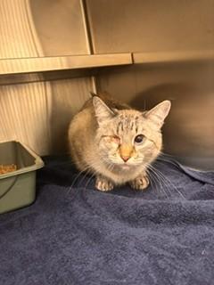 WILMA, Adoptable, Adult Female Domestic Short Hair.