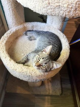 Captain, Adoptable, Kitten Male Domestic Short Hair & Domestic Short Hair.