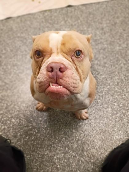 Enlarge Scoop, a Adoptable mixed breed in Westland, MI image 1/3