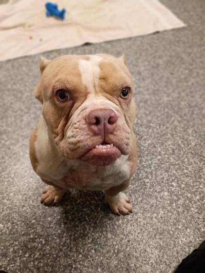 Enlarge Scoop, a Adoptable mixed breed in Westland, MI image 2/3