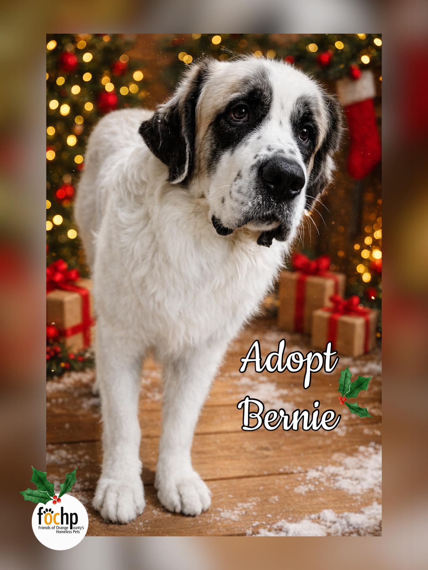 Bernie, Adoptable, Adult Male Saint Bernard.