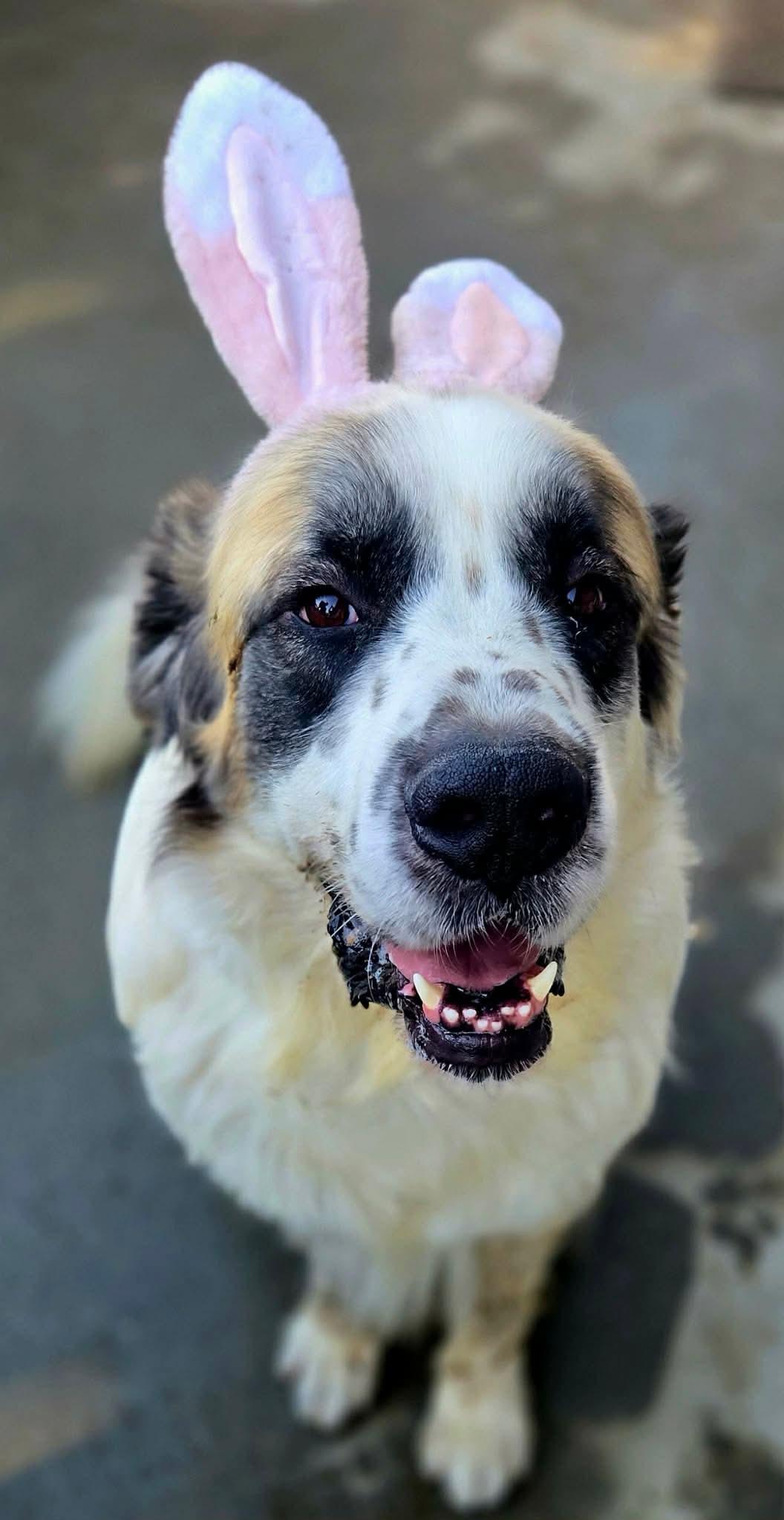 Enlarge Bernie, a Adoptable Saint Bernard in Orange, CA image 2/2