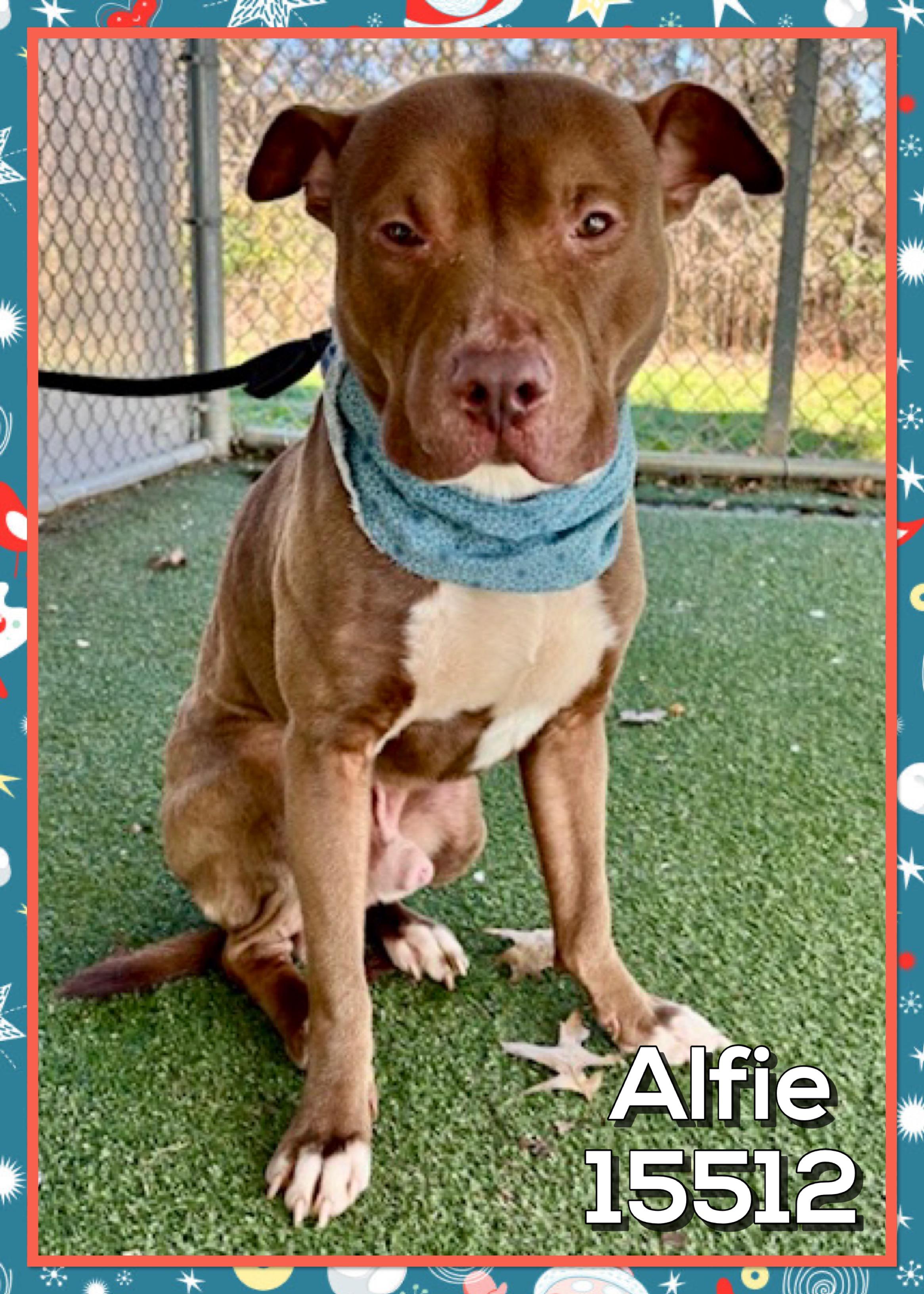 ALFIE, a ADOPTABLE mixed breed in Marietta, GA image 5/6