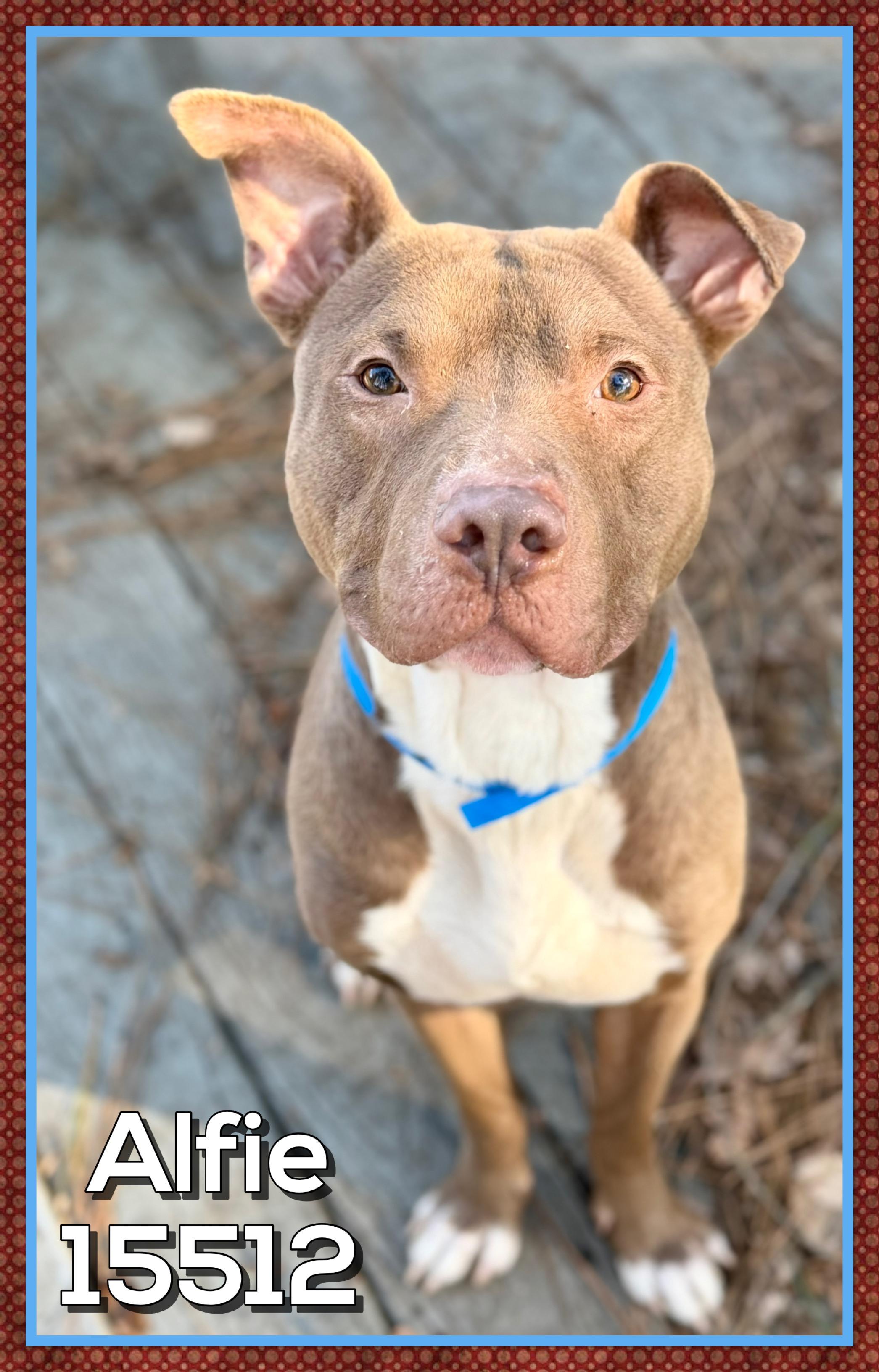 ALFIE, a ADOPTABLE mixed breed in Marietta, GA image 1/6