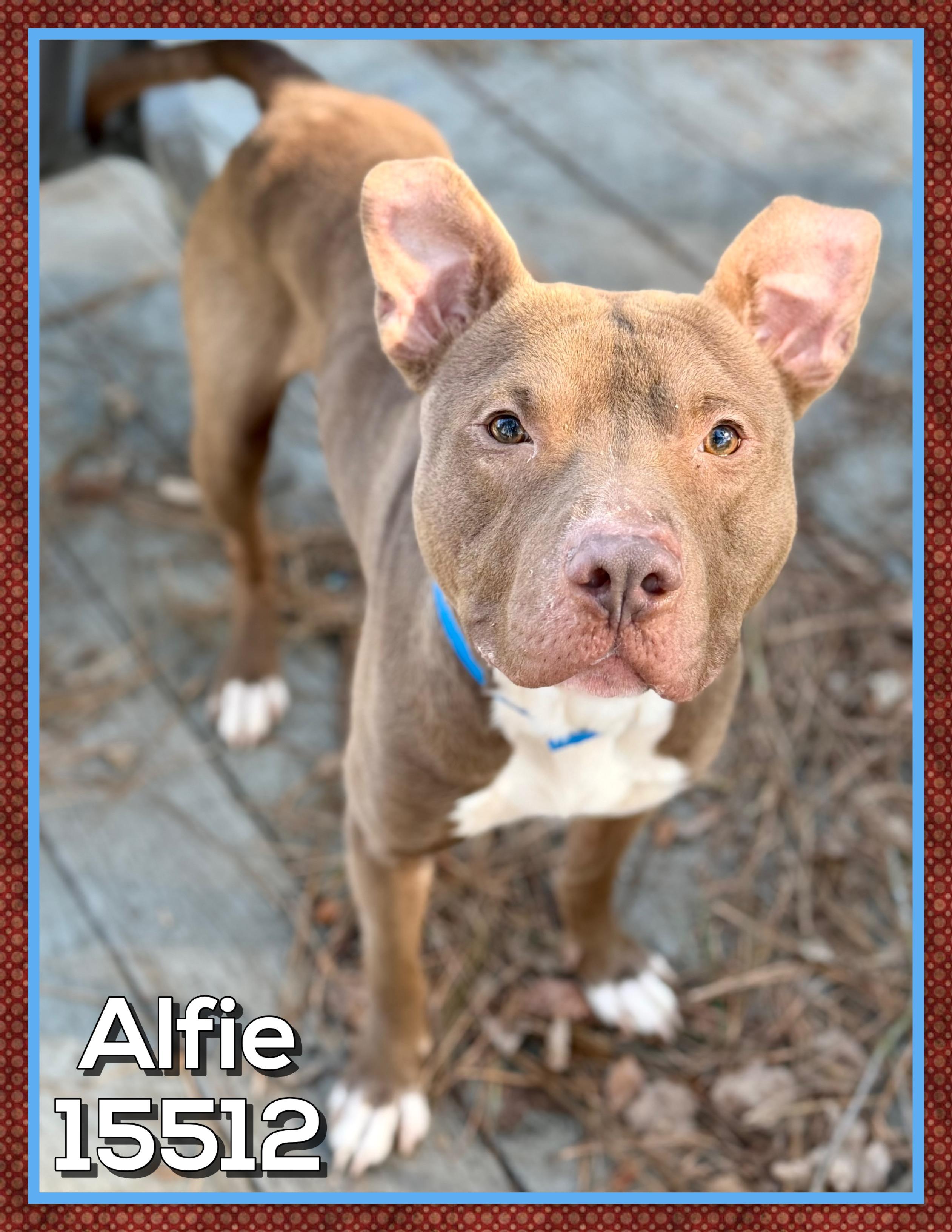 ALFIE, a ADOPTABLE mixed breed in Marietta, GA image 4/6