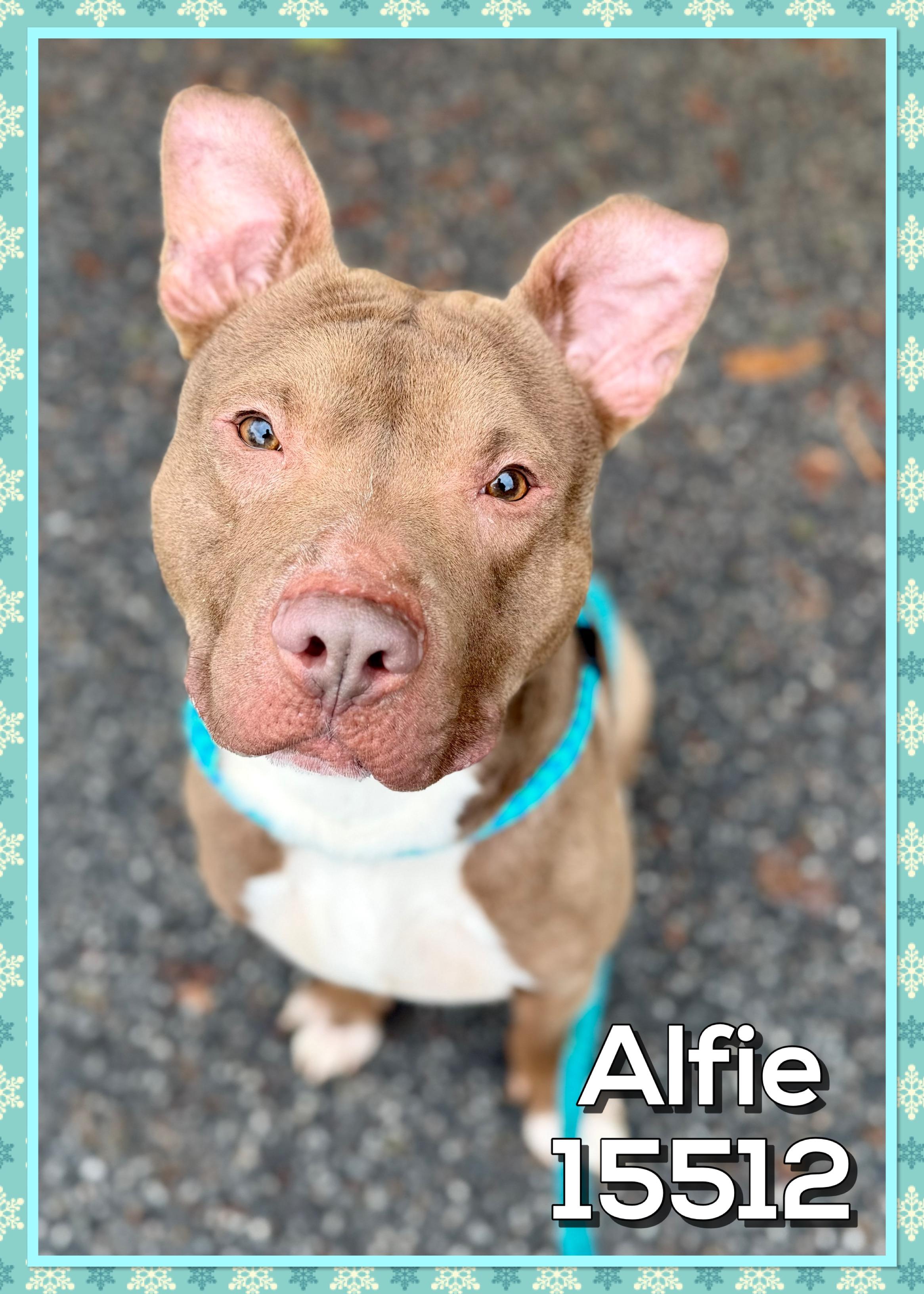 ALFIE, a ADOPTABLE mixed breed in Marietta, GA image 2/6