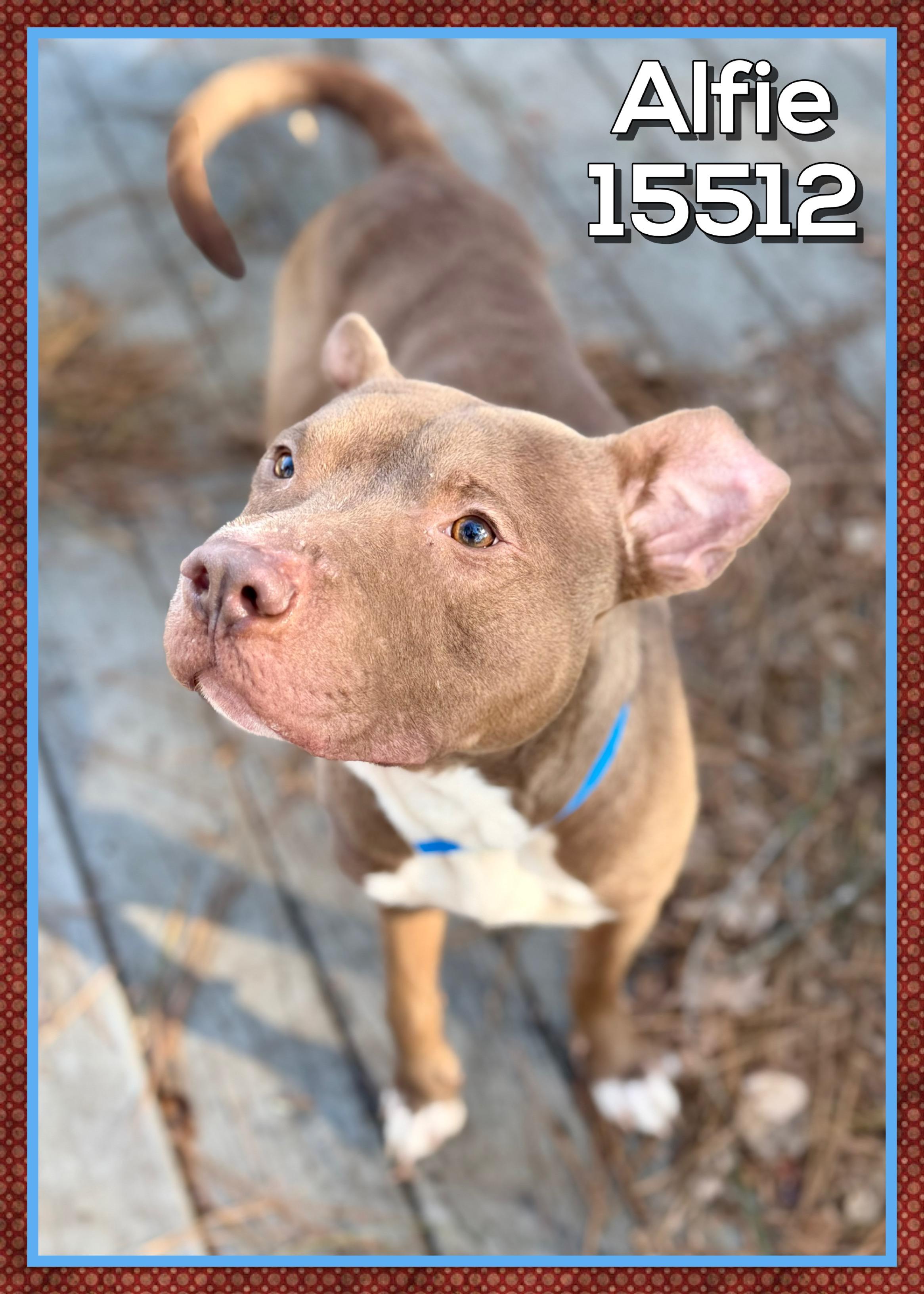 ALFIE, a ADOPTABLE mixed breed in Marietta, GA image 3/6