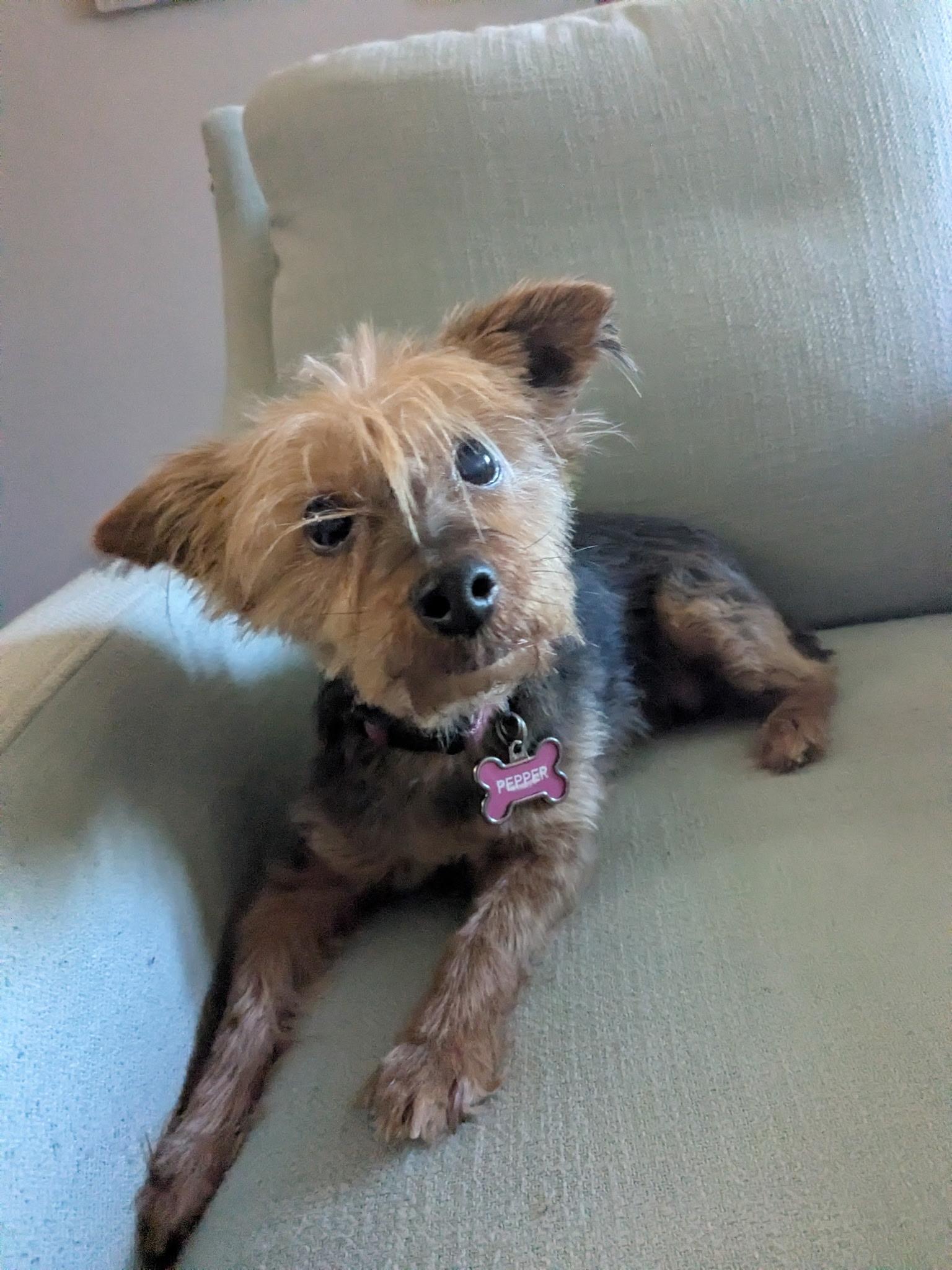Pepper, Adoptable, Adult Female Yorkshire Terrier.