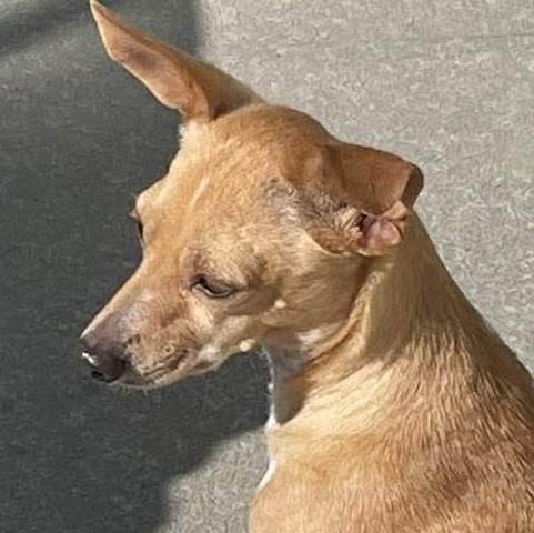 Ale, a ADOPTABLE Chihuahua in Calgary, AB image 2/6