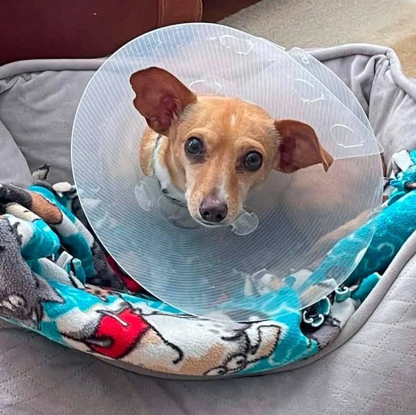 Ale, a ADOPTABLE Chihuahua in Calgary, AB image 6/6
