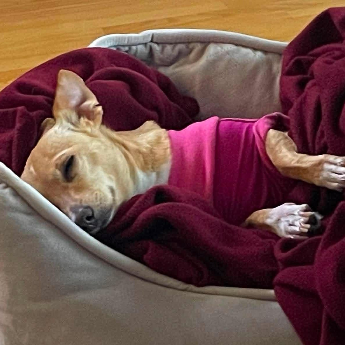 Ale, a ADOPTABLE Chihuahua in Calgary, AB image 3/6