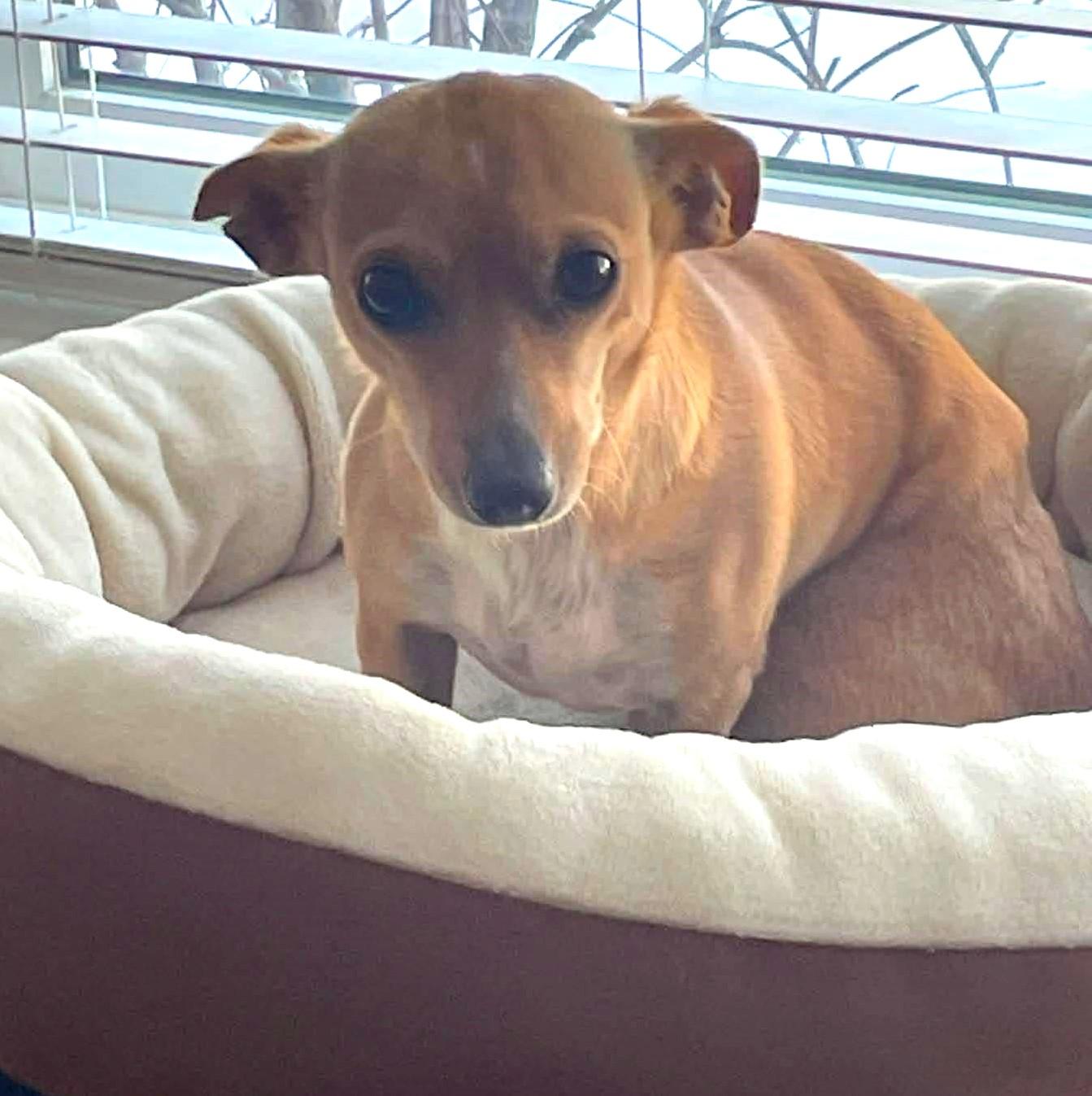 Ale, a ADOPTABLE Chihuahua in Calgary, AB image 4/6