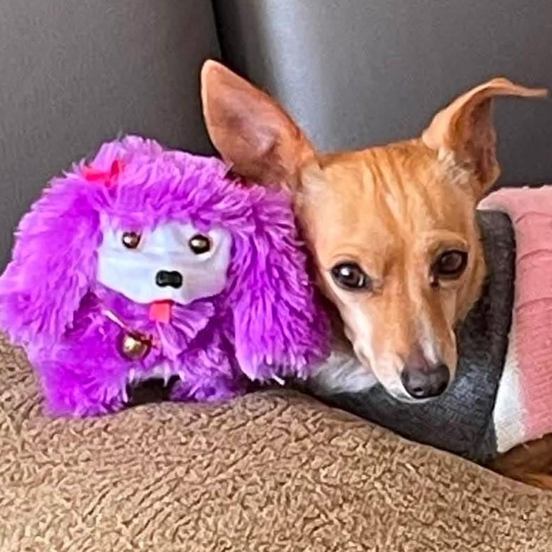 Ale, ADOPTABLE, Adult Female Chihuahua.