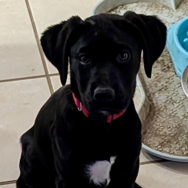 Enlarge Lucy, a Adoptable mixed breed in Escondido, CA image 4/4