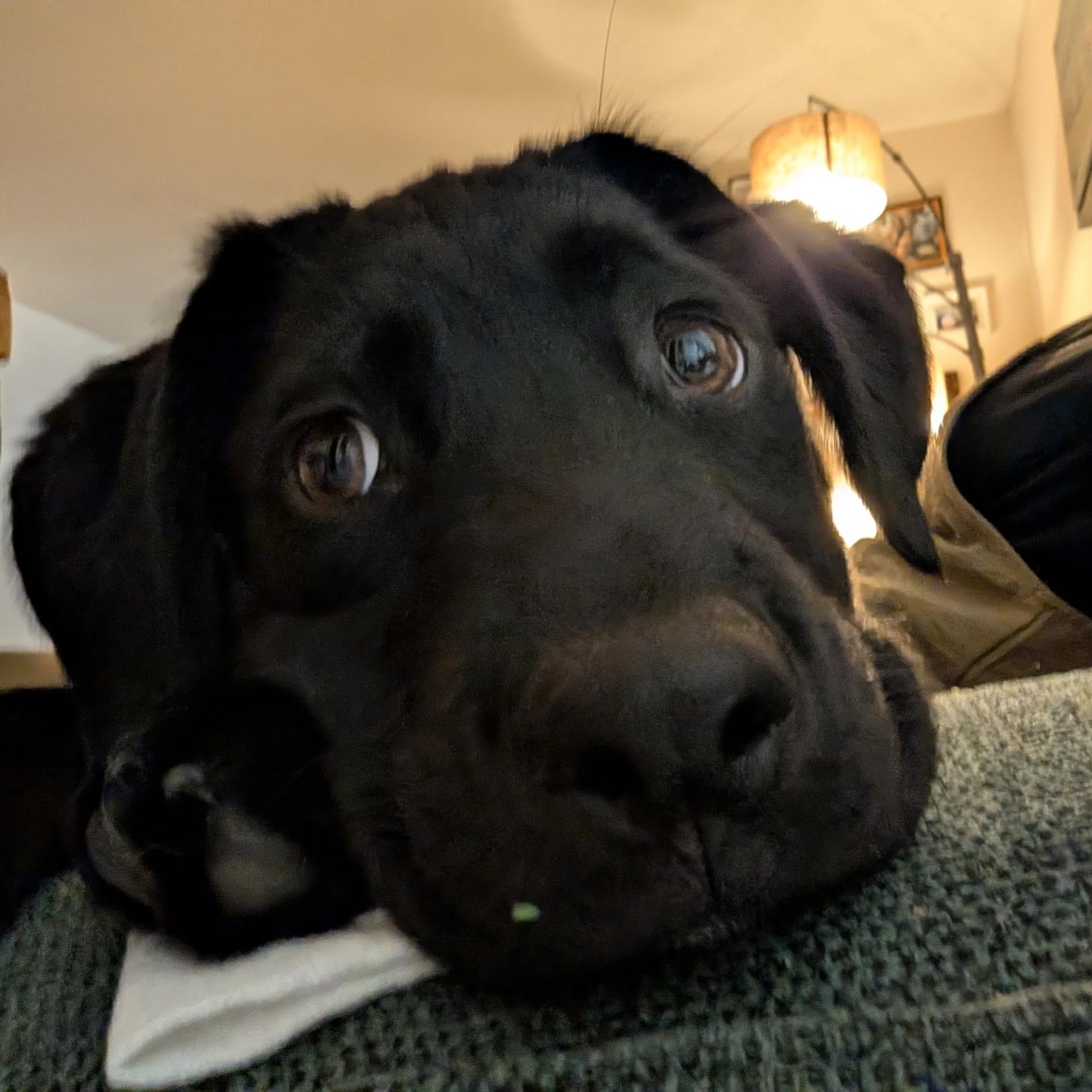 Lucy, Adoptable, Puppy Female Labrador Retriever & Husky.