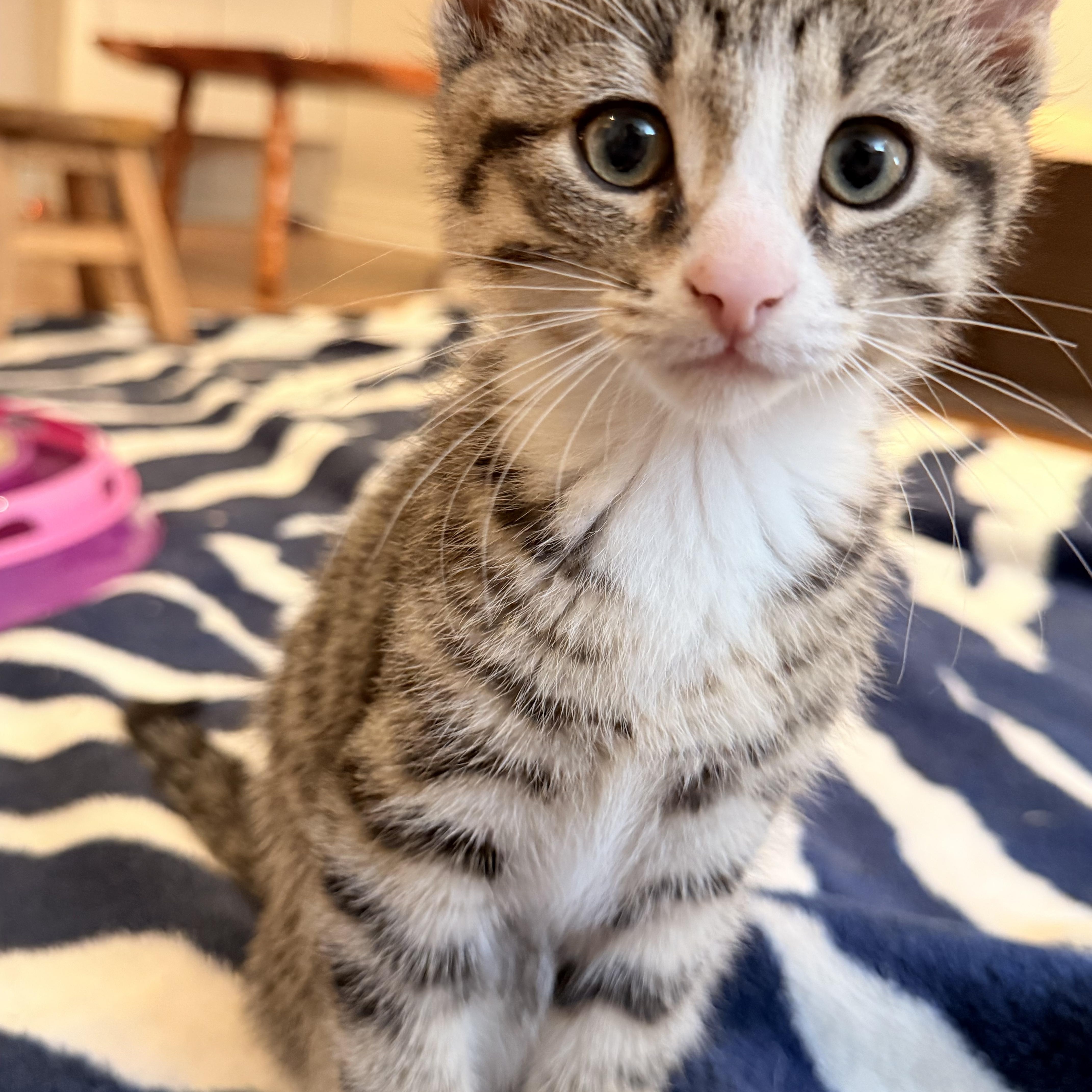Frankie, Baby Female unknown