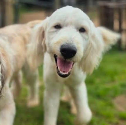 Sherlock, adopted, Young Male Standard Poodle.