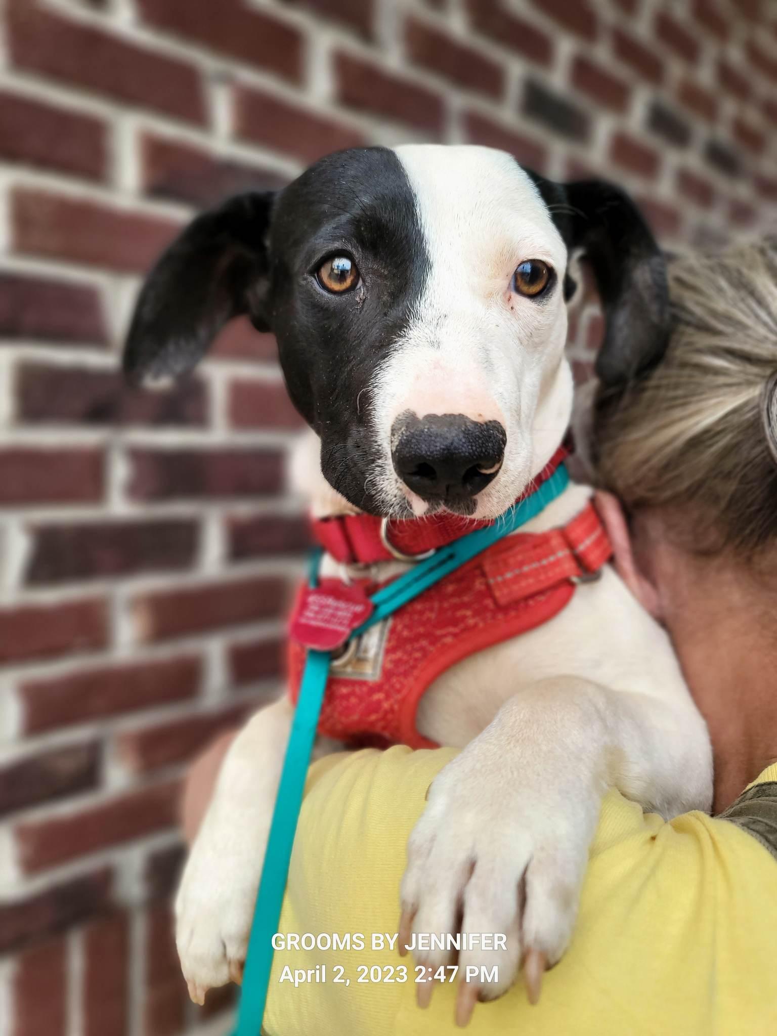 Enlarge Cake, a Adopted mixed breed in phenix city, AL image 1/1