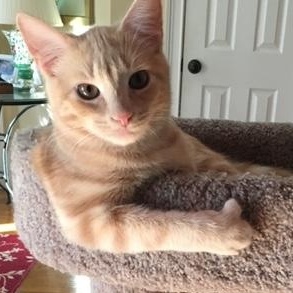 OLIVER (2) , ADOPTABLE, Kitten Male Domestic Short Hair.