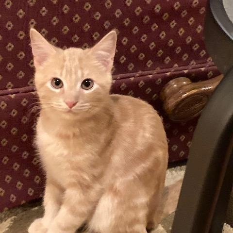 Enlarge OLIVER (2) , a ADOPTABLE mixed breed in Watkinsville, GA image 3/6