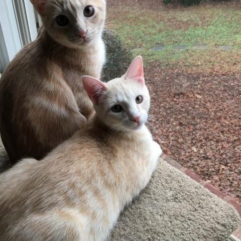 Enlarge OLIVER (2) , a ADOPTABLE mixed breed in Watkinsville, GA image 5/6