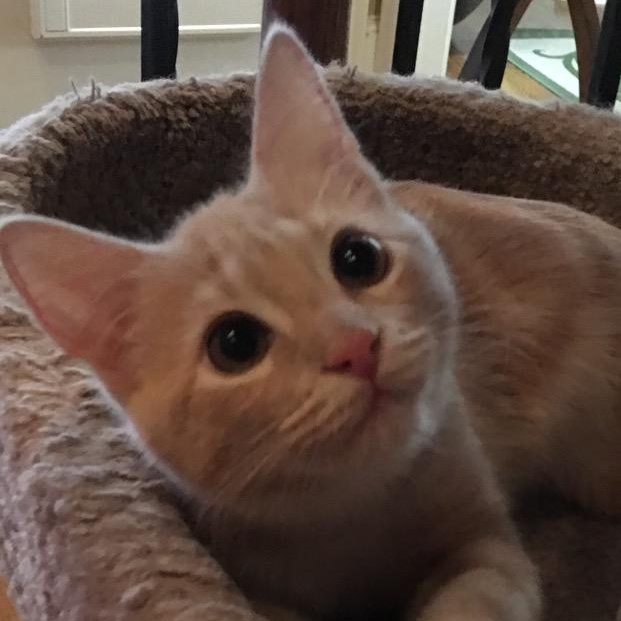 Enlarge OLIVER (2) , a ADOPTABLE mixed breed in Watkinsville, GA image 2/6