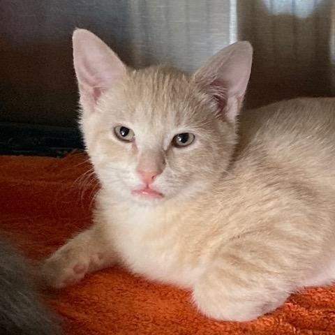 Enlarge OLIVER (2) , a ADOPTABLE mixed breed in Watkinsville, GA image 6/6