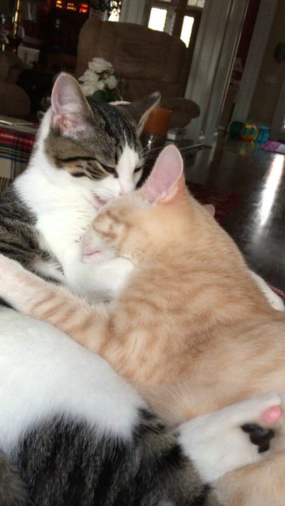 Enlarge OLIVER (2) , a ADOPTABLE mixed breed in Watkinsville, GA video 4/6