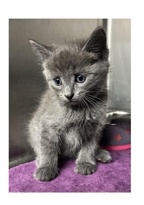 Stormie, adoptable, Kitten Female Domestic Short Hair.