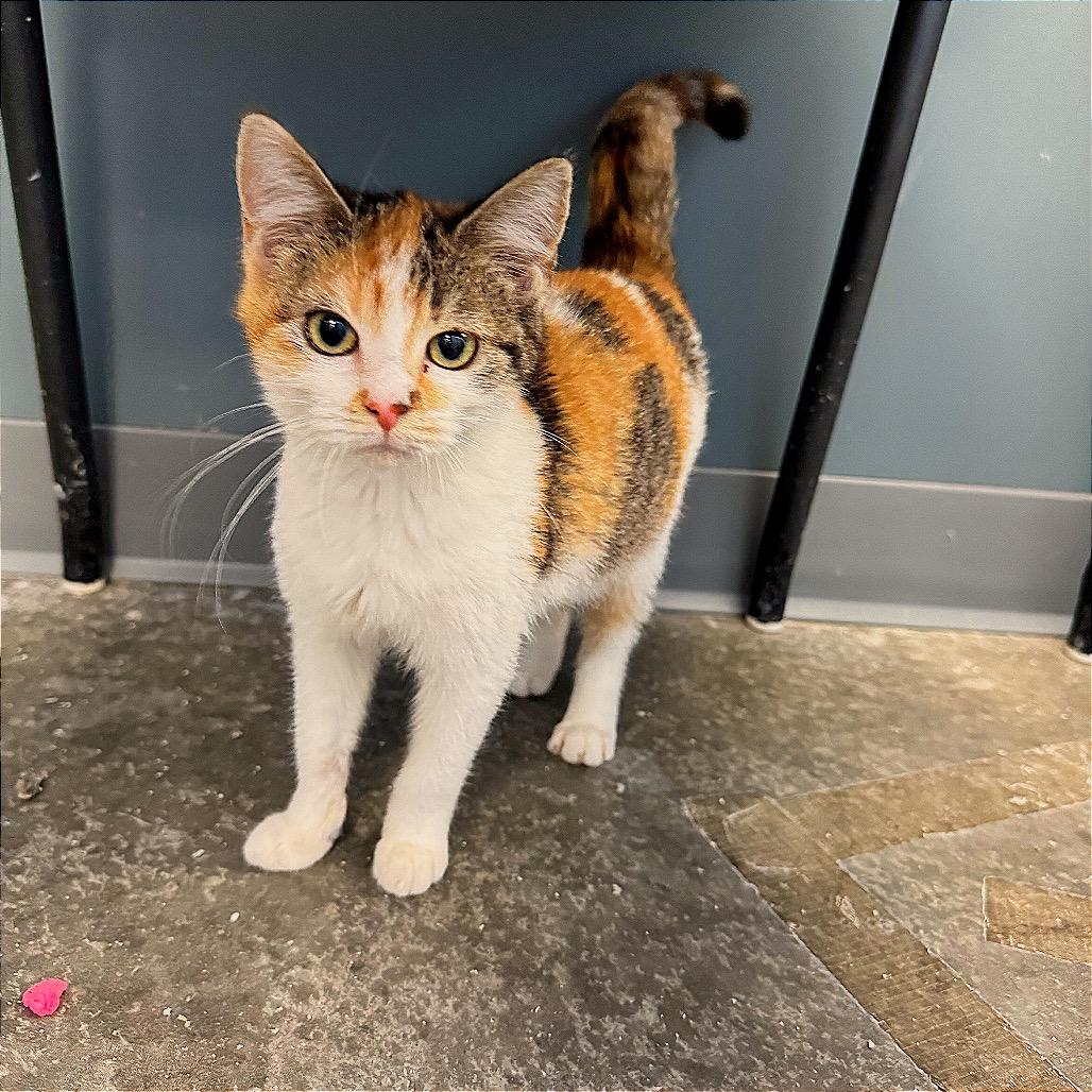 Bubbles, Adoptable, Kitten Female Domestic Short Hair.