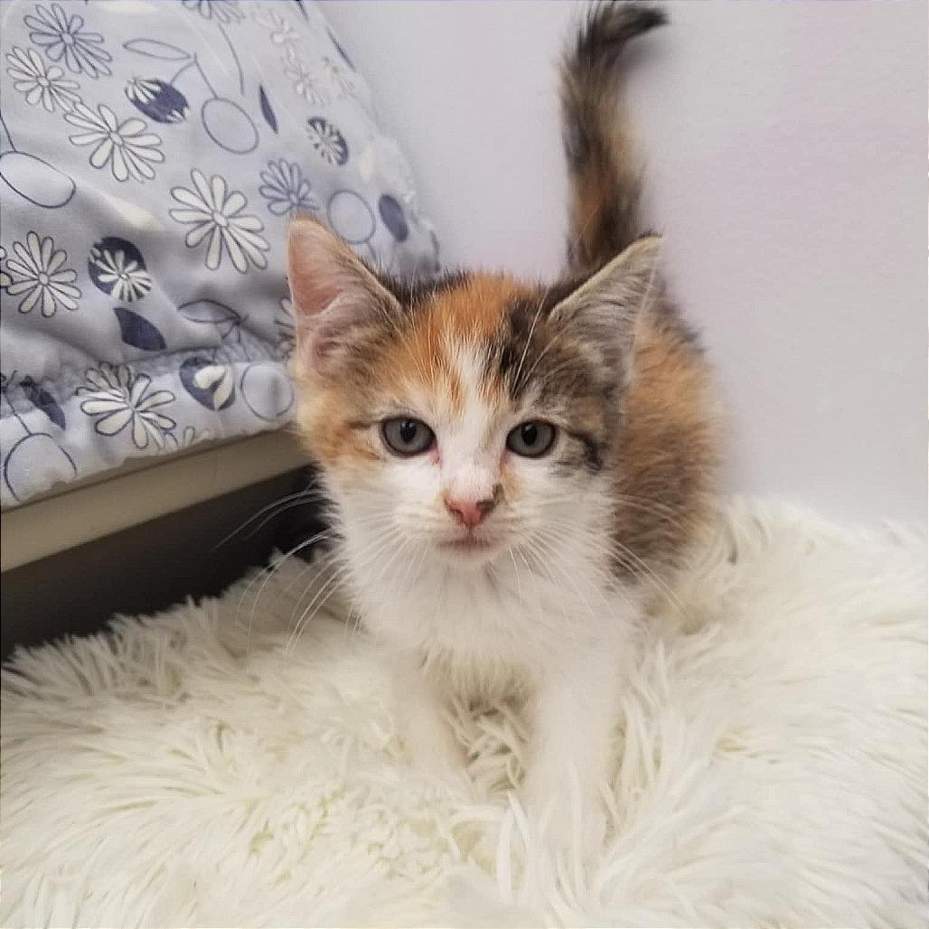 Bubbles, a Adoptable Domestic Short Hair in Boaz, AL image 2/2