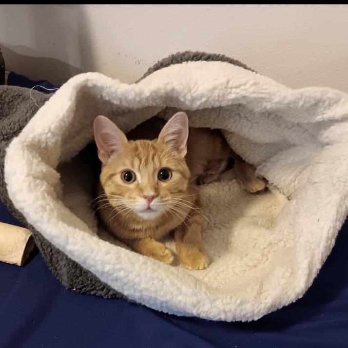 Poppy, Adoptable, Young Male Domestic Short Hair.