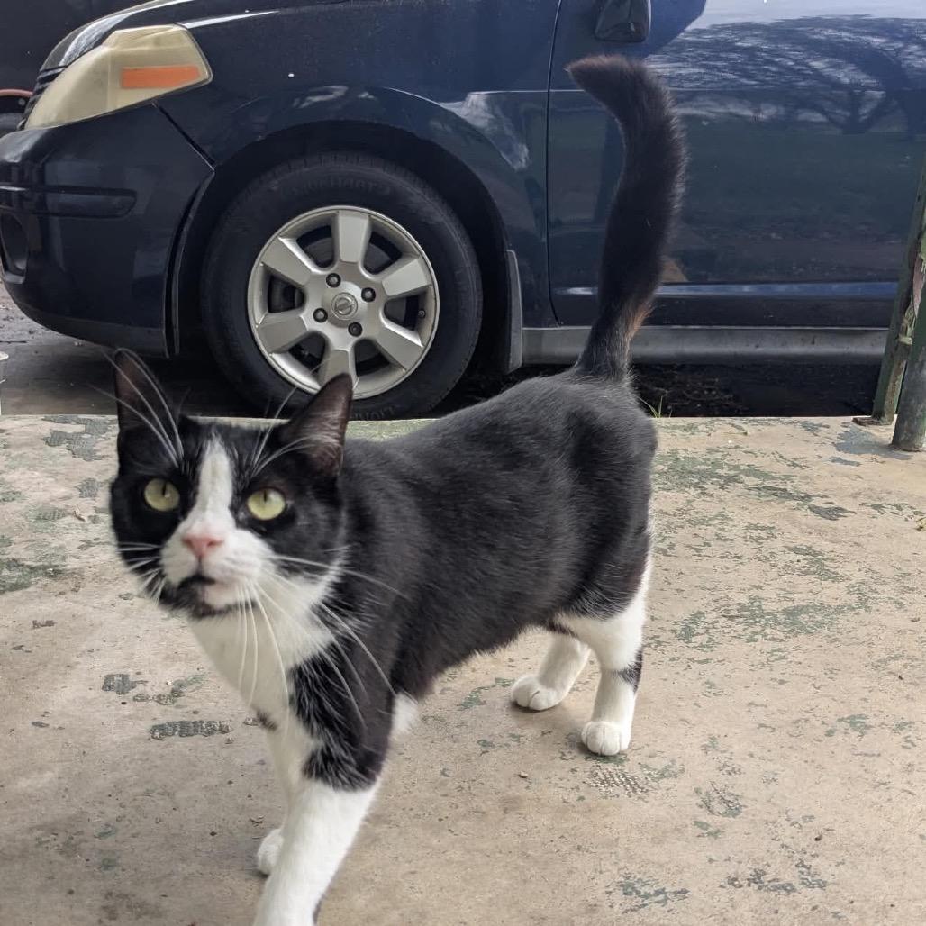 Callie, Adoptable, Young Female American Shorthair.