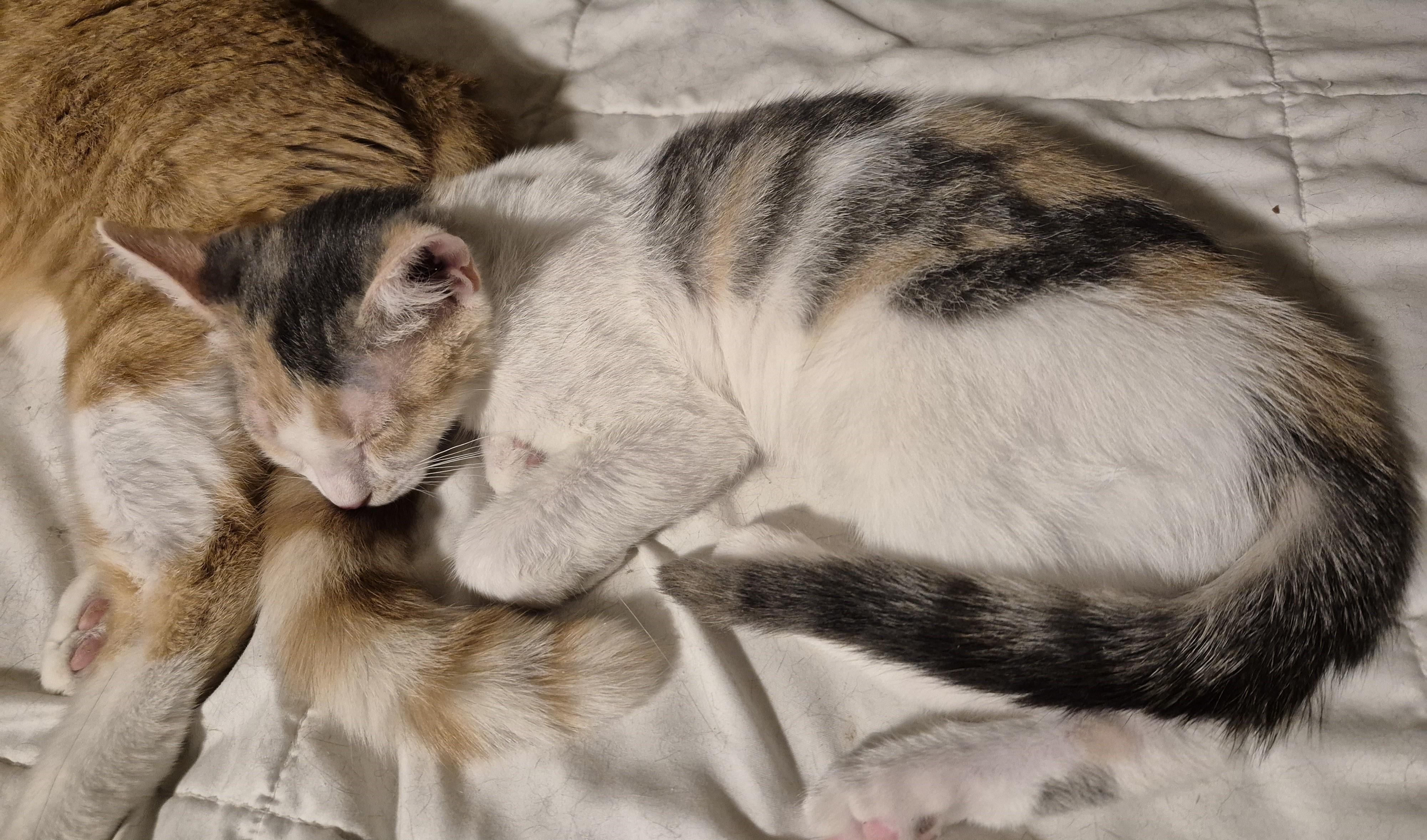 SASSY FRASSY, a ADOPTABLE Domestic Short Hair in Highland Park, NJ image 2/3