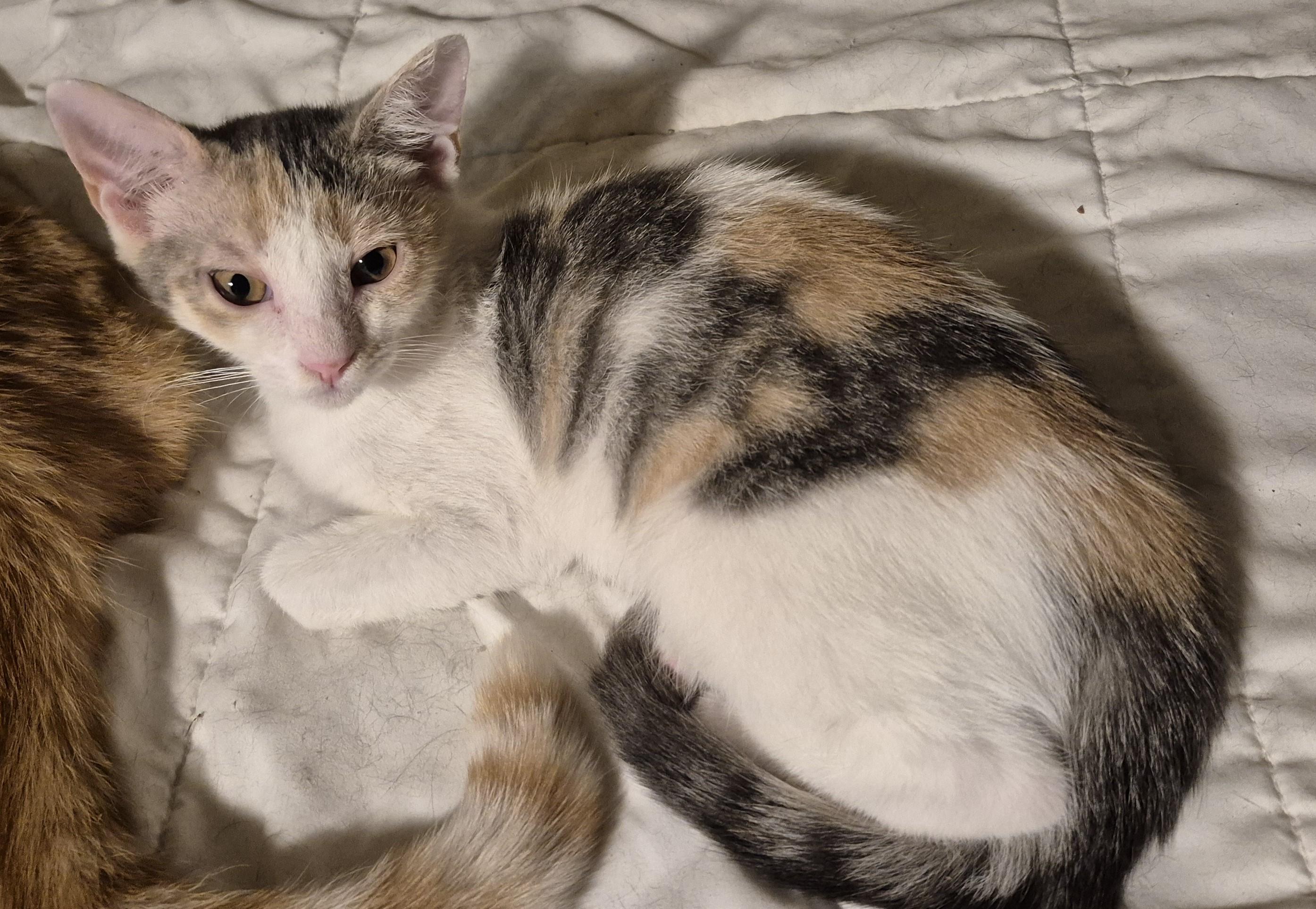 SASSY FRASSY, a ADOPTABLE Domestic Short Hair in Highland Park, NJ image 1/3