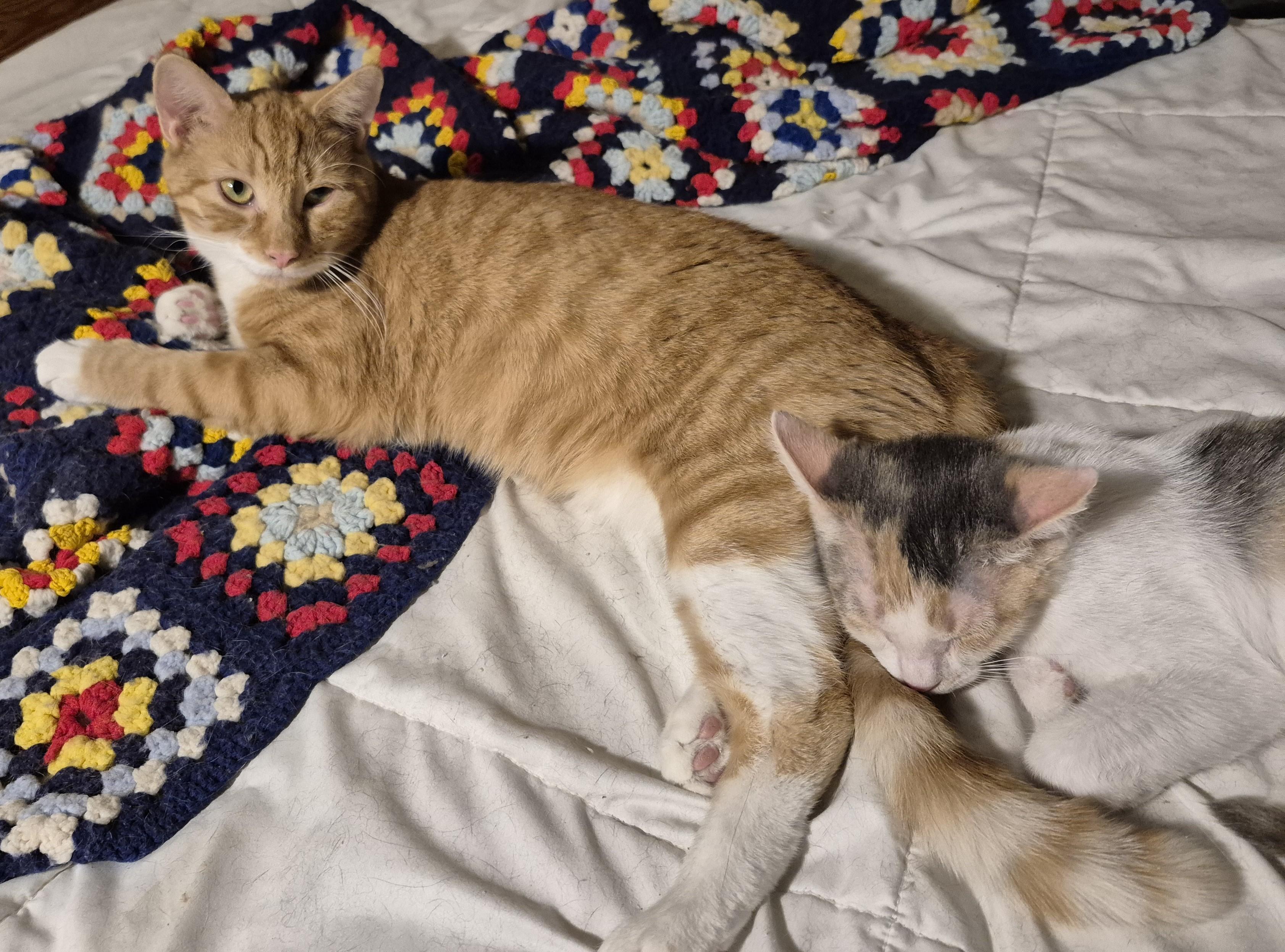 SASSY FRASSY, a ADOPTABLE Domestic Short Hair in Highland Park, NJ image 3/3