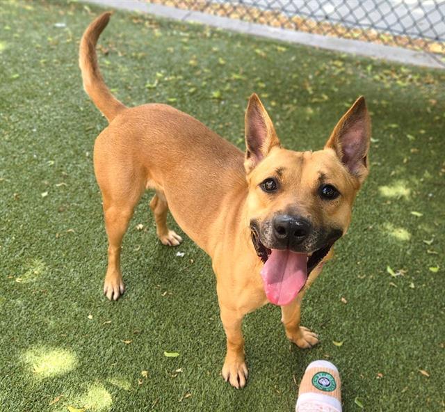 PATIENCE, Adoptable, Adult Male Belgian Shepherd / Malinois & Mixed Breed.