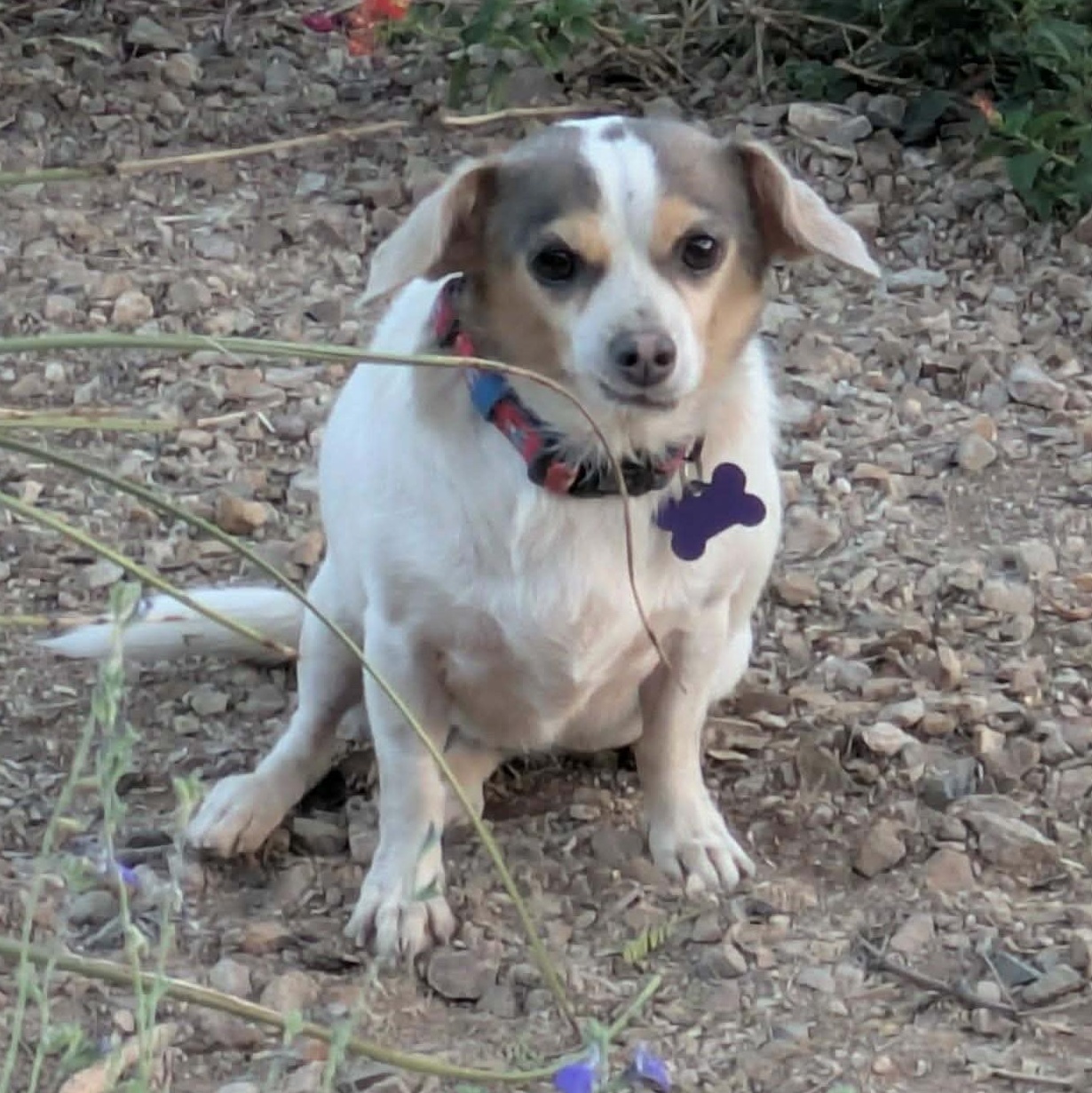 LUNA, a Adoptable Chihuahua in Marana, AZ image 2/3