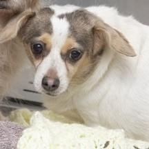 Enlarge LUNA, a Adoptable Chihuahua in Marana, AZ image 4/5