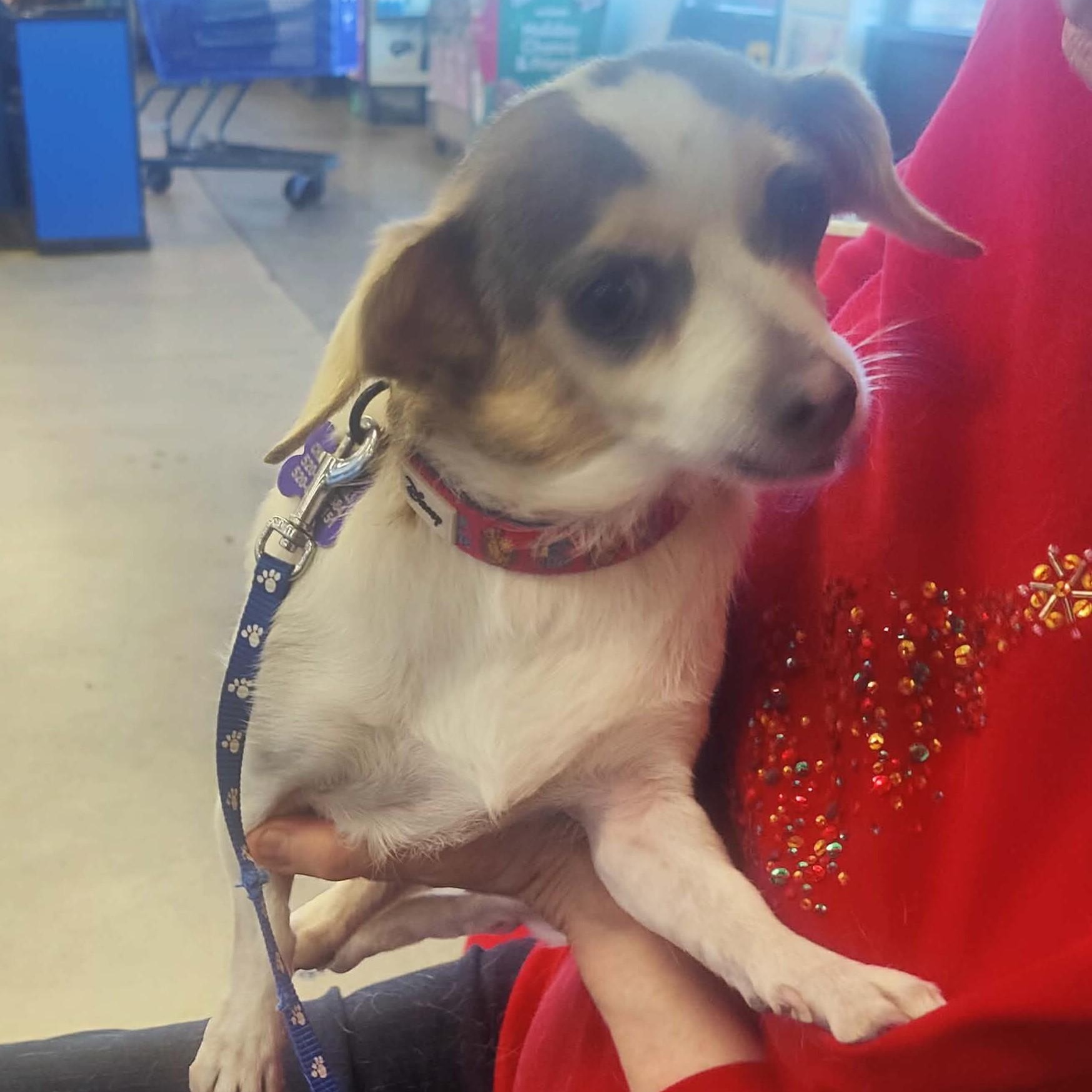 Enlarge LUNA, a Adoptable Chihuahua in Marana, AZ image 5/5