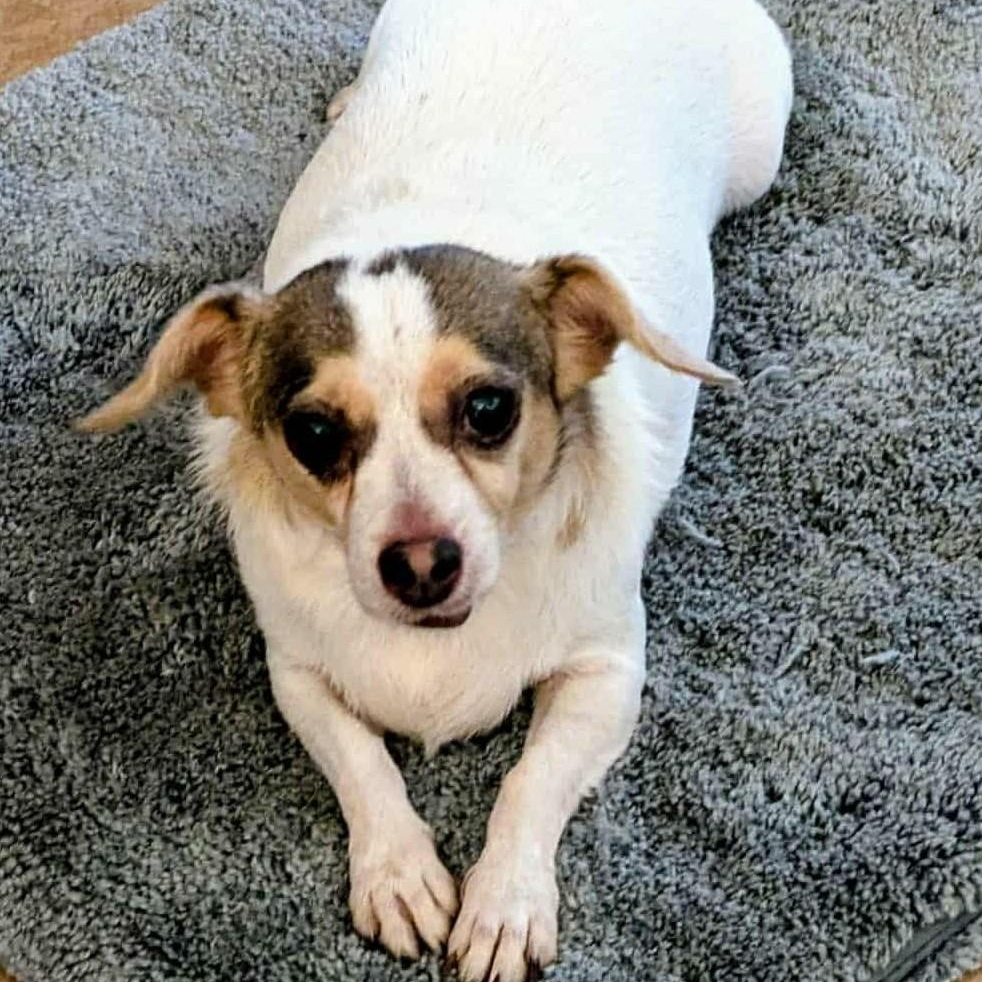 LUNA, Adoptable, Adult Female Chihuahua.