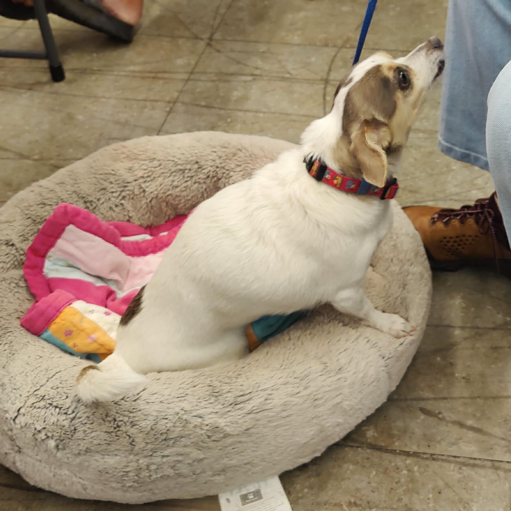 Enlarge LUNA, a Adoptable Chihuahua in Marana, AZ image 5/5