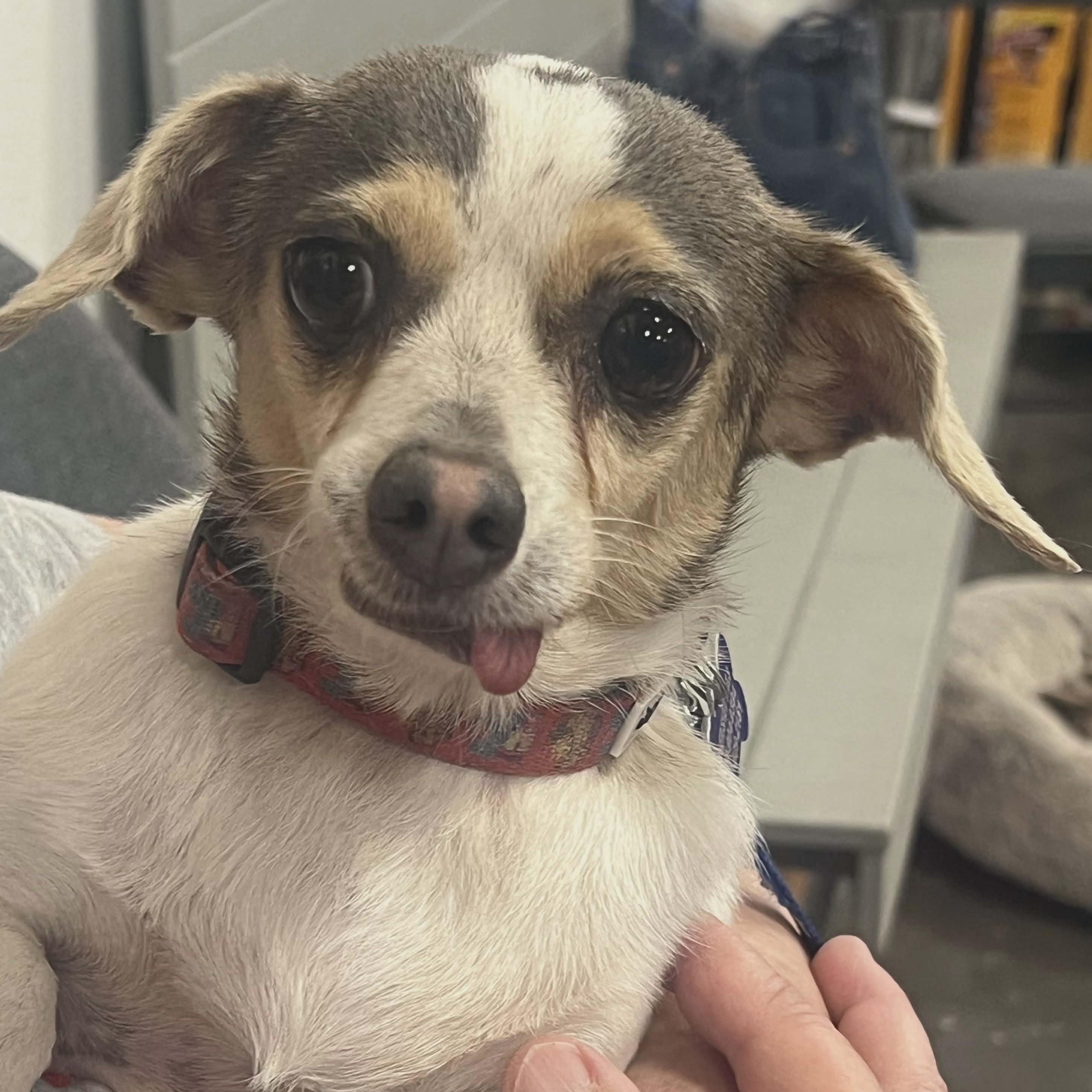 Enlarge LUNA, an adoption pending Chihuahua in Marana, AZ image 1/5