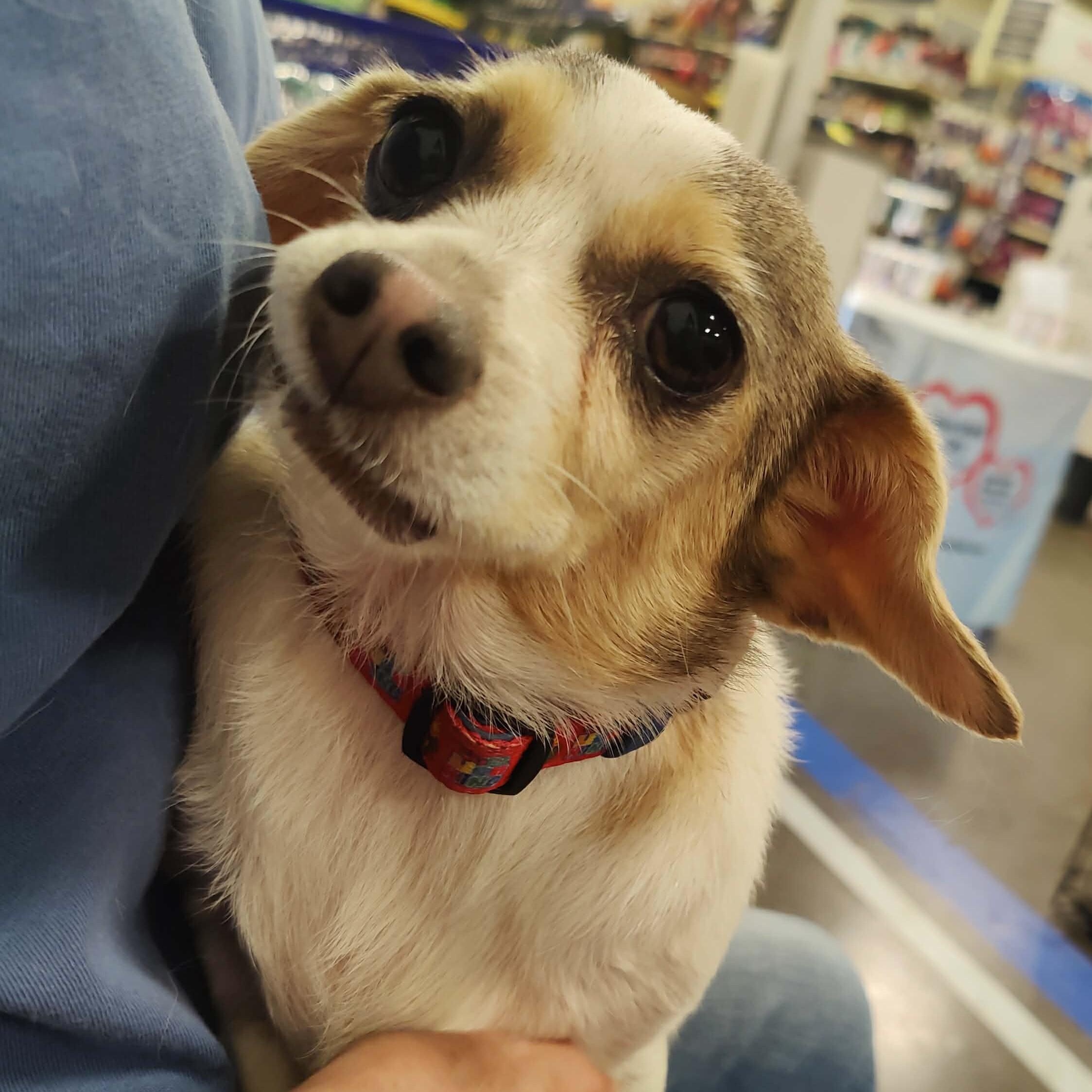 LUNA, a Adoptable Chihuahua in Marana, AZ image 3/3