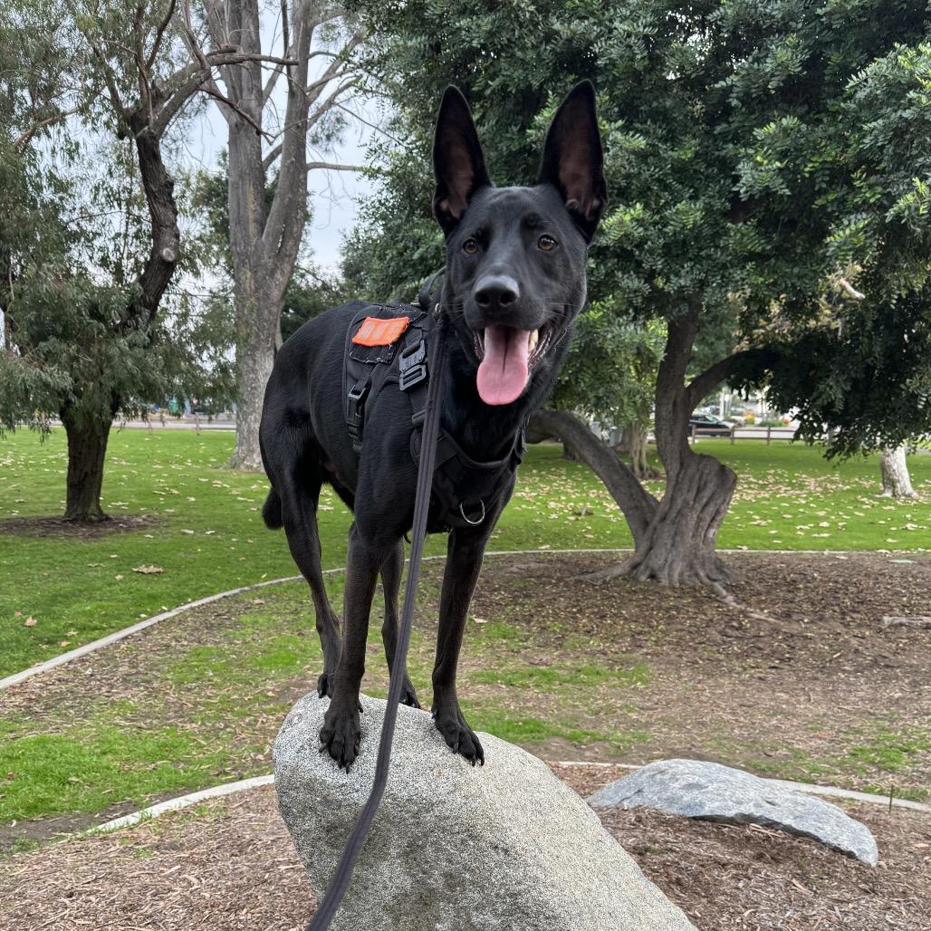 Romeo, a Adoptable mixed breed in San Diego, CA image 1/6